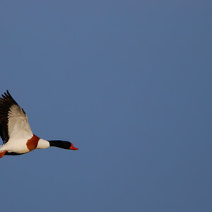 Vogelfotografien 13