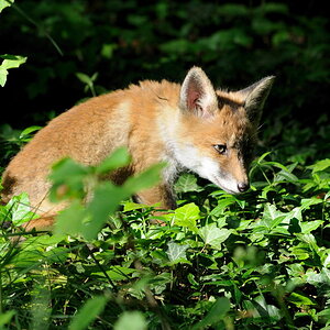 Fuchs 2