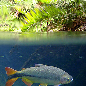 Bonito MS 179