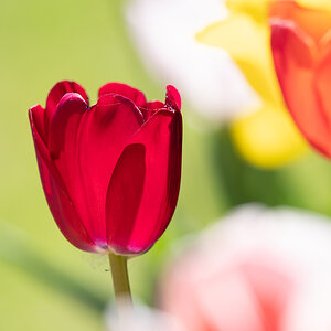 Tulpe P4210148.jpg