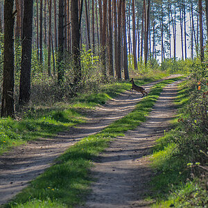 Wildwechsel.jpg