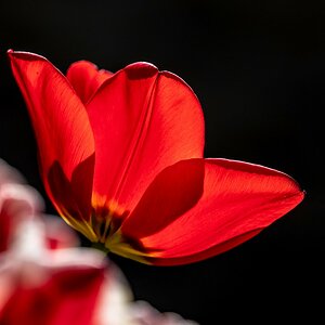 Tulpe P4210157.jpg
