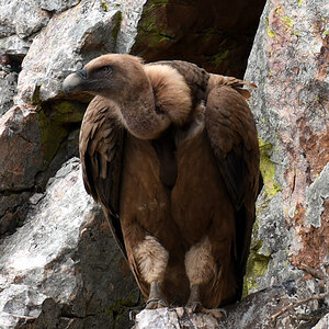 Chef1.jpg