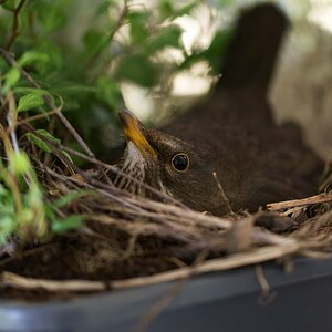 Amsel.JPG