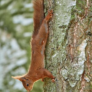 Eichhörnchen.jpg