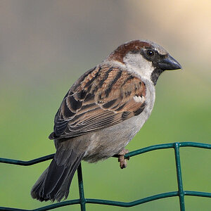 spatz-2.JPG