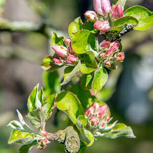 190421 Apfelblüte-1.jpg