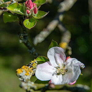 190421 Apfelblüte-2.jpg
