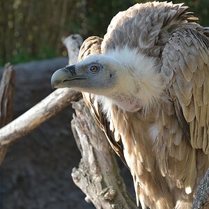 Gänsegeier.jpg