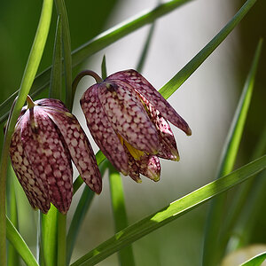 FrittilariaMeleagris_DSC6584.jpg