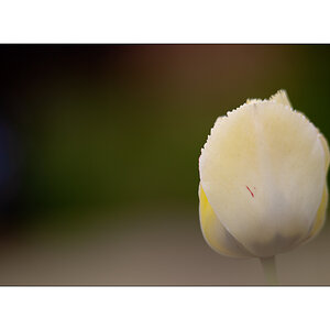 AusPZ1_1159.jpg