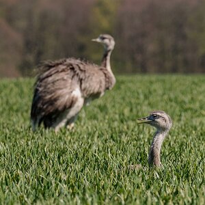 D50_0952_kommt da wer IA_4_2019.jpg