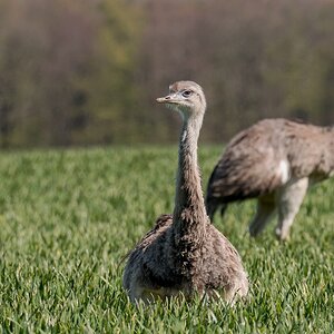 D50_0960_Nandu Pärchen im GetreidefeldIIA_4_2019.jpg