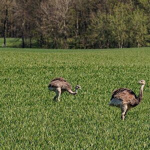 D50_0974_Nandupärchen IA-4_2019.jpg