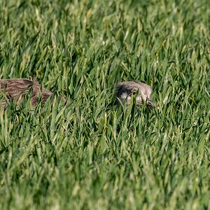 D50_1014_gut versteckt und doch entdecktIA_4_2019.jpg