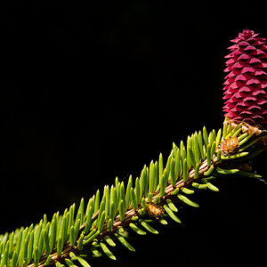 Fichtenblüte 1.jpg
