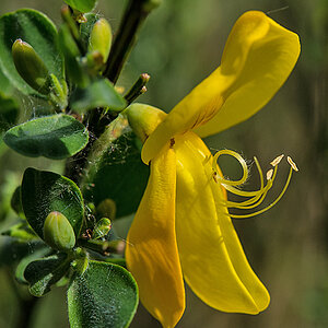 Ginsterblüte 2.jpg