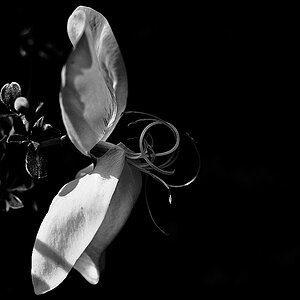 Ginsterblüte 3.jpg