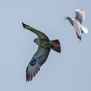 D50_0366_Möve scheucht Bussard IA_4_2019.jpg