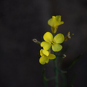 kl Blümchen P4280020.jpg