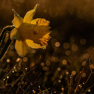 NarzisseBlüte.jpg