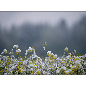 MorgenPZ1_1204.jpg