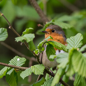 Cock Robin 3.jpg