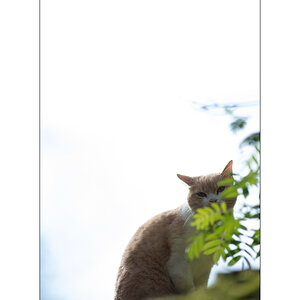 AusPZ1_1227.jpg