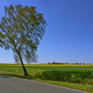 birke_raps_feld_1200.jpg