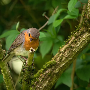 Cock Robin 8.jpg
