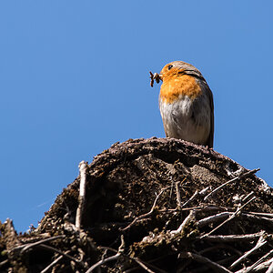 Cock Robin 5.jpg