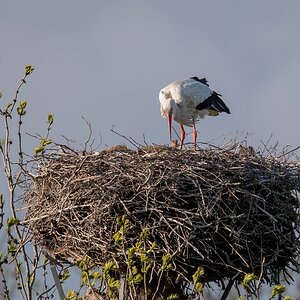 D50_1280_unserv Storch hat tatsächlich Nachwuchs_IA_5_2019.jpg