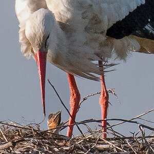 D50_1280_unserv Storch hat tatsächlich Nachwuchs _Ausschnitt_IA_5_2019.jpg