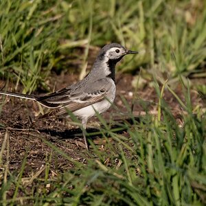 D50_0659_Bachstelze IA_4_2019.jpg