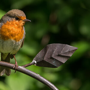 Cock Robin 6.jpg