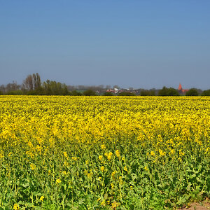 rapsbluete_insel_poel_1200.jpg