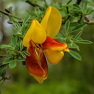 Ginsterblüte 4.jpg