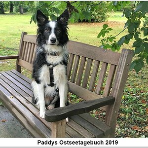 paddy_ostseetagebuch_2019_final.jpg
