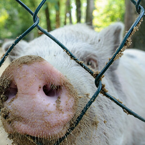 Schwein