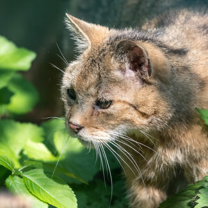 Wildkatze