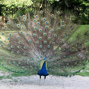 Pfau mit Rad