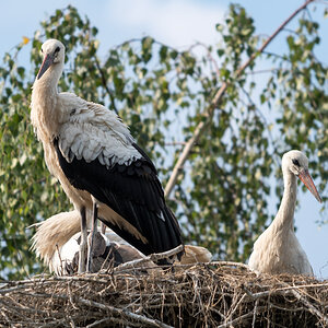 Storchennest