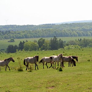 Die Wildponies