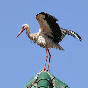Storch_2524.jpg