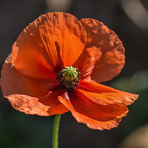 Klatschmohn 1.jpg