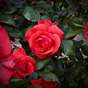 D72_4212 (1).jpg