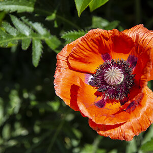 Mohnblüte.jpg