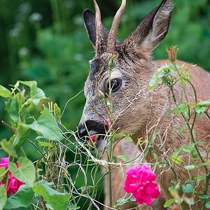 DSC_1445_DxO.jpg