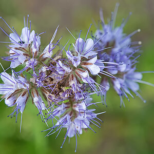 Phacelia.jpg