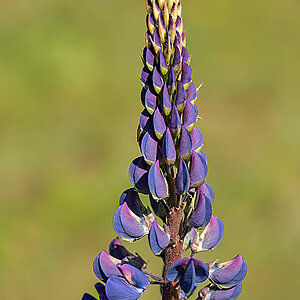 Lupine.jpg